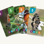 קלפים מספרים וצבעים - מניפה 5