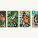 קלפים מספרים וצבעים - פרוס 5