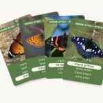 קלפים משפחות ושמות - מניפה2