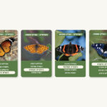 קלפים משפחות ושמות - פרוס